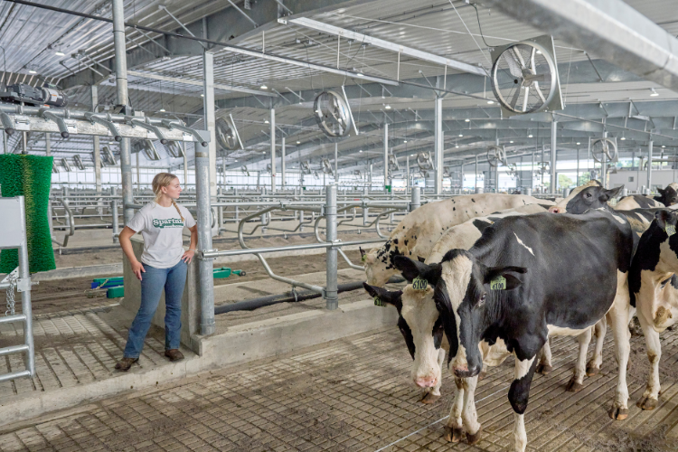 A student in the barn at the MSU Dairy Cattle Teaching and Research Center.